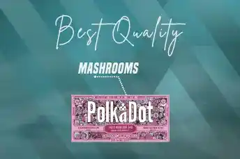 Mushroom Best Quality