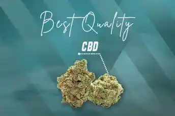 CBD Best Quality